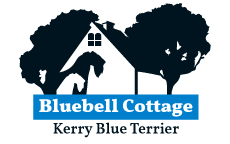 Kerry Blue Terrier of Bluebell Cottage Logo