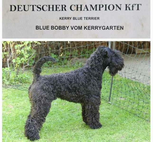 Kerry Blue Terrier Bobby ist Deutscher Champion KfT