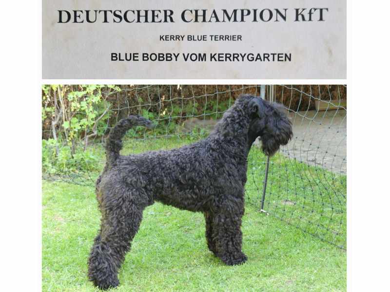 Kerry Blue Terrier Bobby ist Deutscher Champion KfT